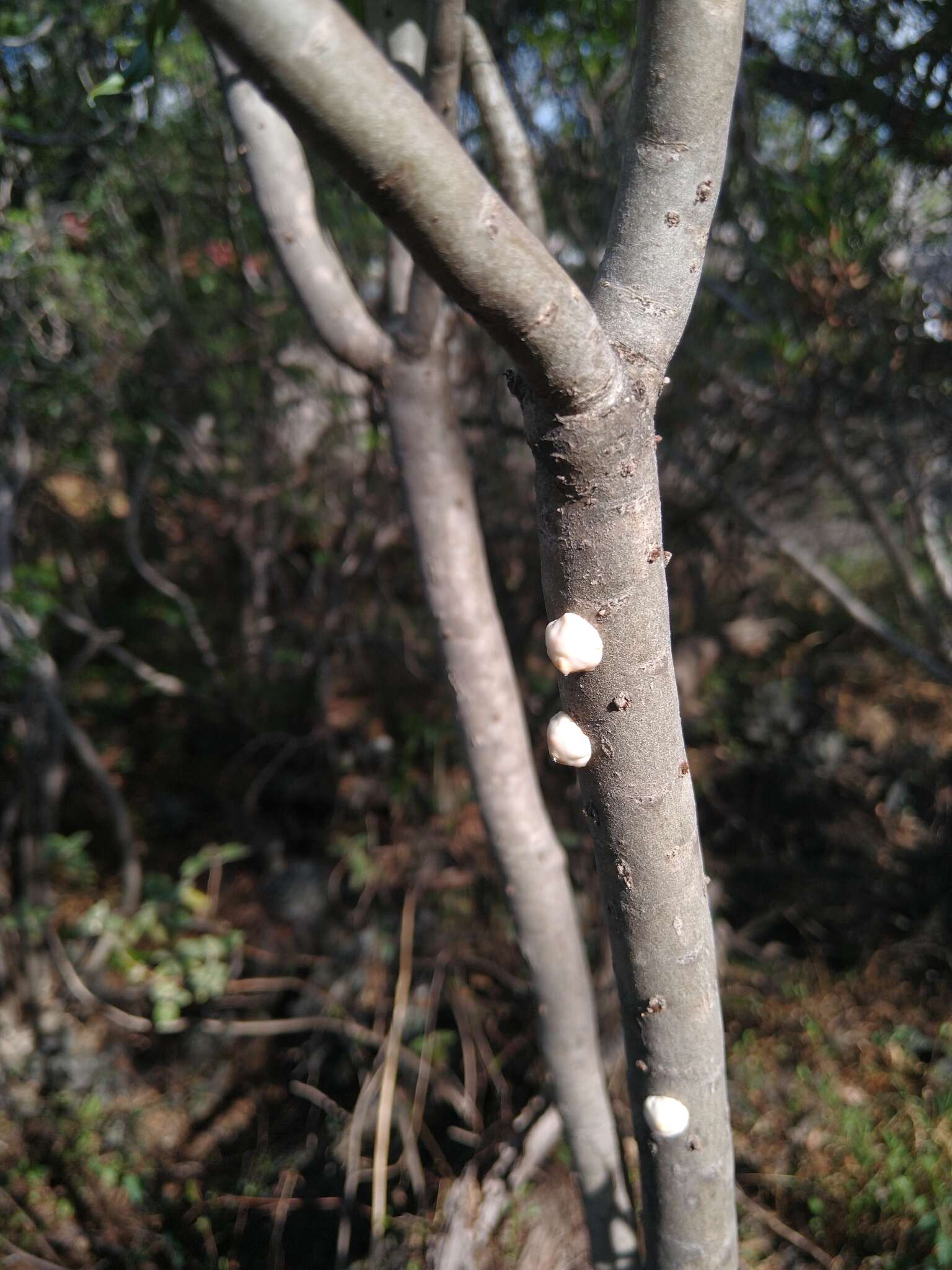 Image of Ceroplastes albolineatus