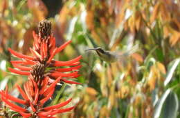 Image of Scale-throated Hermit