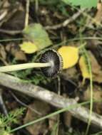 Image of Coprinellus impatiens (Fr.) J. E. Lange 1938