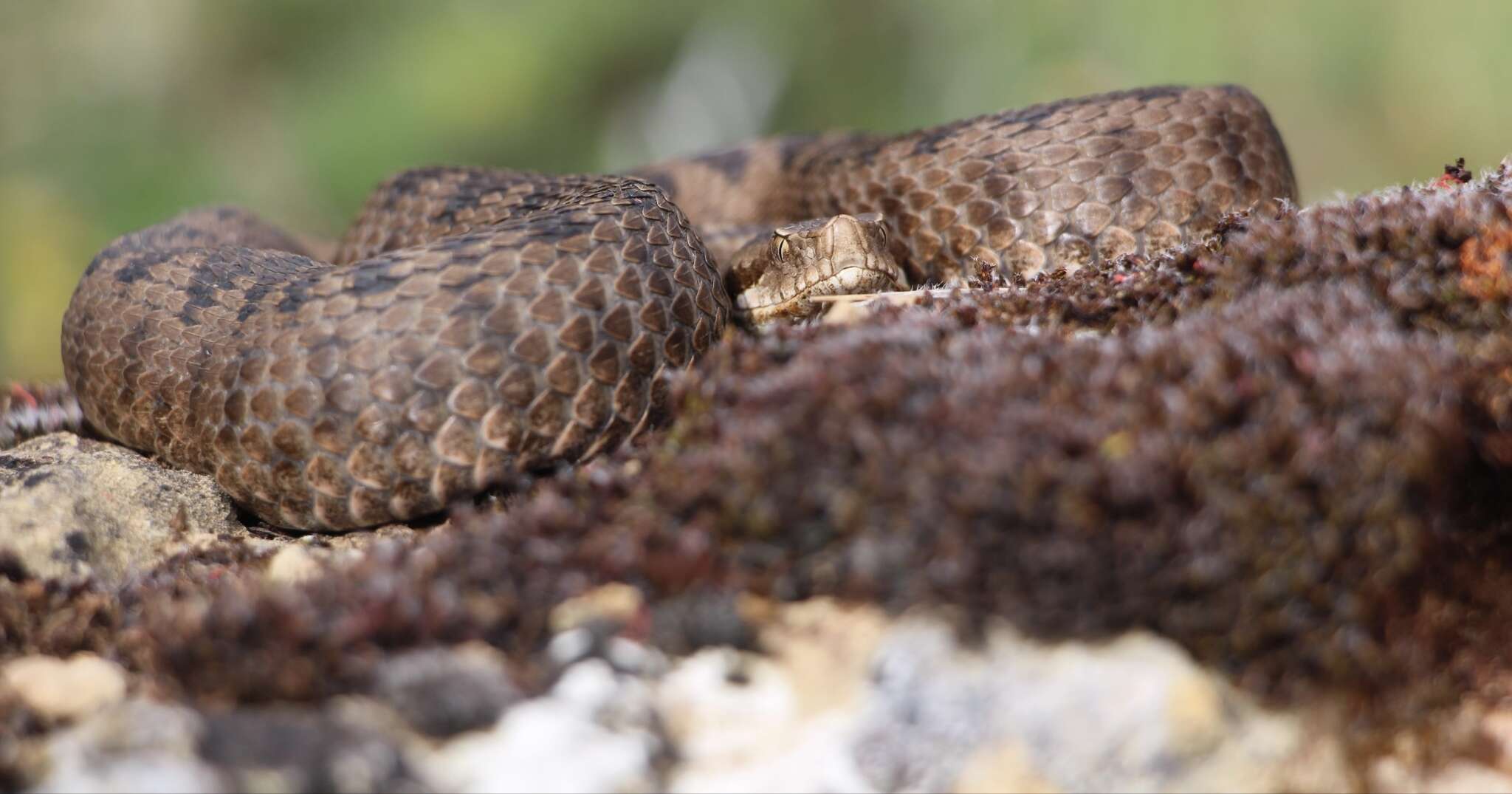 Image of Vipera latastei latastei Bosca 1878