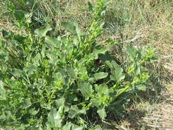 Image of sea beet