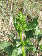 Image of sea beet