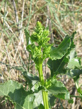 Image of sea beet