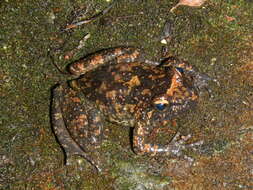 Image of Corsican Painted Frog