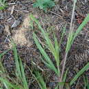 Image of Gattinger's Panic Grass