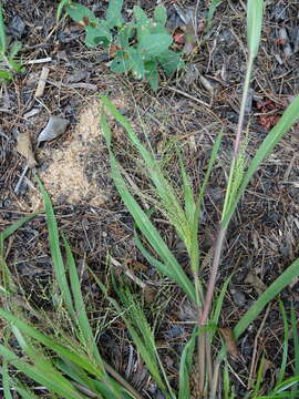Image of Gattinger's Panic Grass
