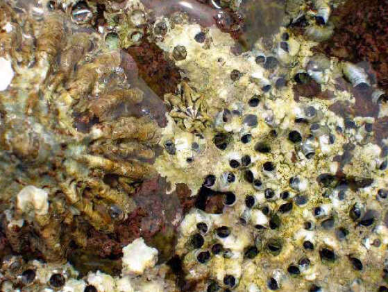 Image of Dendropoma cristatum (Biondi 1859)