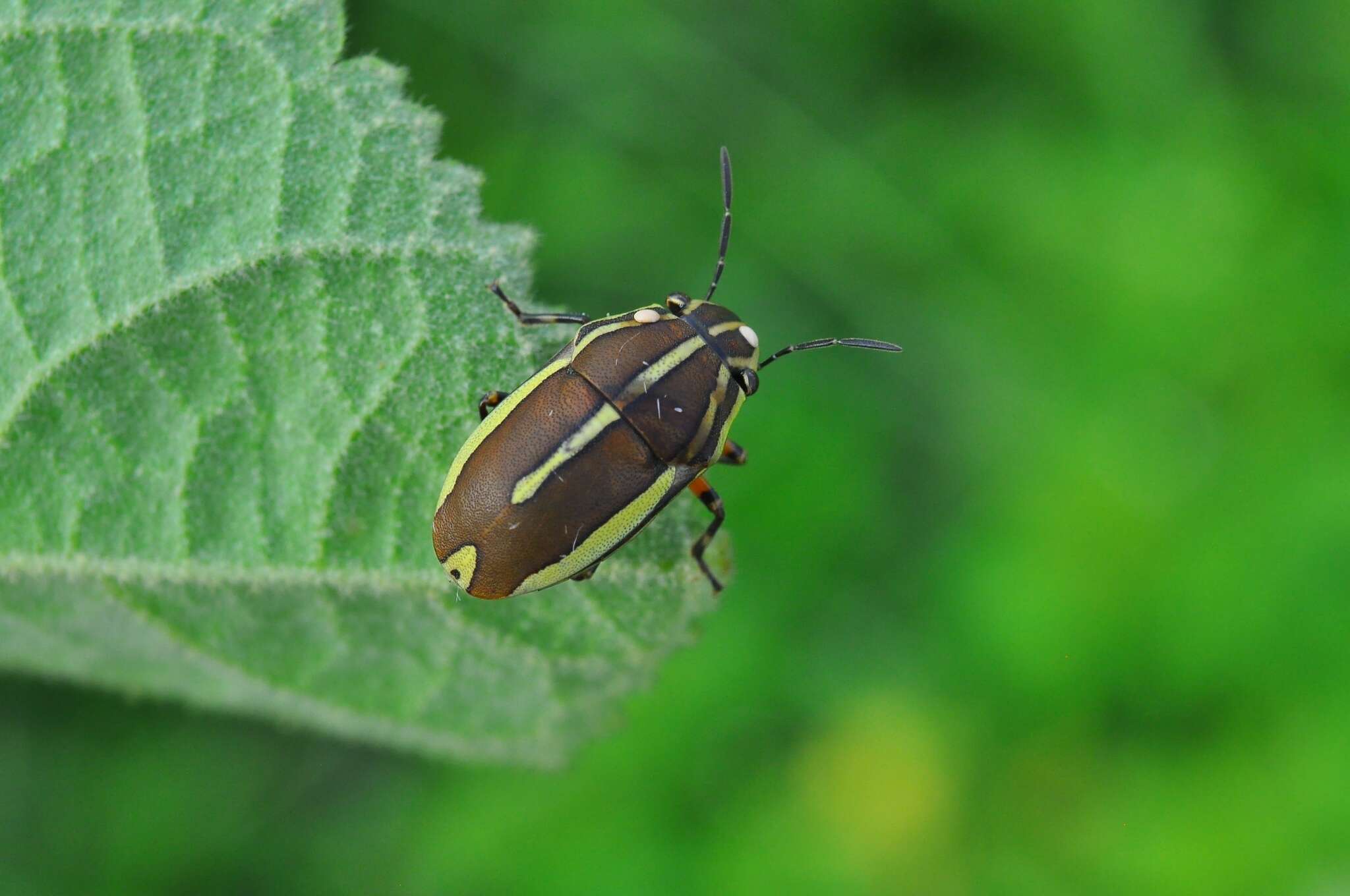 Image of <i>Agonosoma flavolineata</i> Laporte de Castelnau 1833