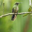 Image de Colibri de Cuvier