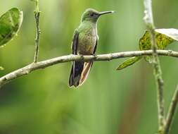 Image of Phaeochroa Gould 1861