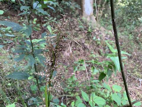 Image of Carex cruciata Wahlenb.