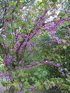 Image of Judas-tree