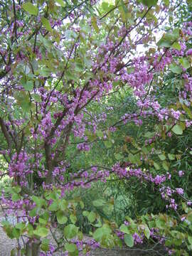 Image of Judas-tree