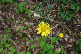 Image of plantain false leopardbane