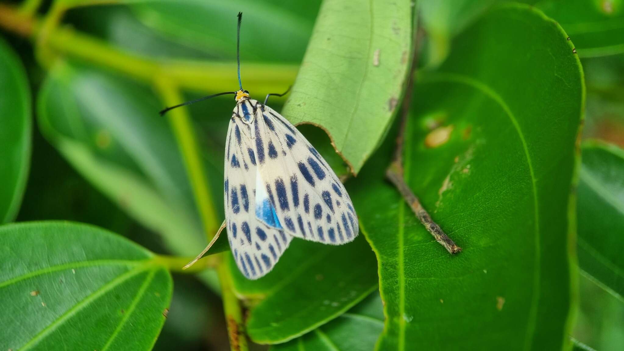 Image of Prosopandrophila distincta Guérin-Meneville 1843