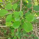 Image of Schefflera stellata (Gaertn.) Baill.