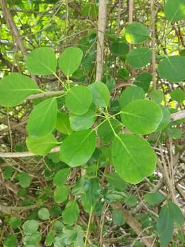 صورة Schefflera stellata (Gaertn.) Baill.