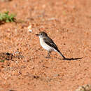 Image of Red-capped Robin