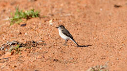 Image of Red-capped Robin