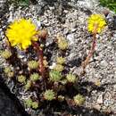 Plancia ëd Petrosedum forsterianum (Sm.) V. Grulich