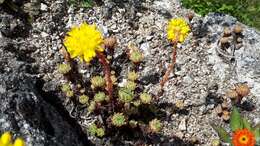 Слика од Petrosedum forsterianum (Sm.) V. Grulich