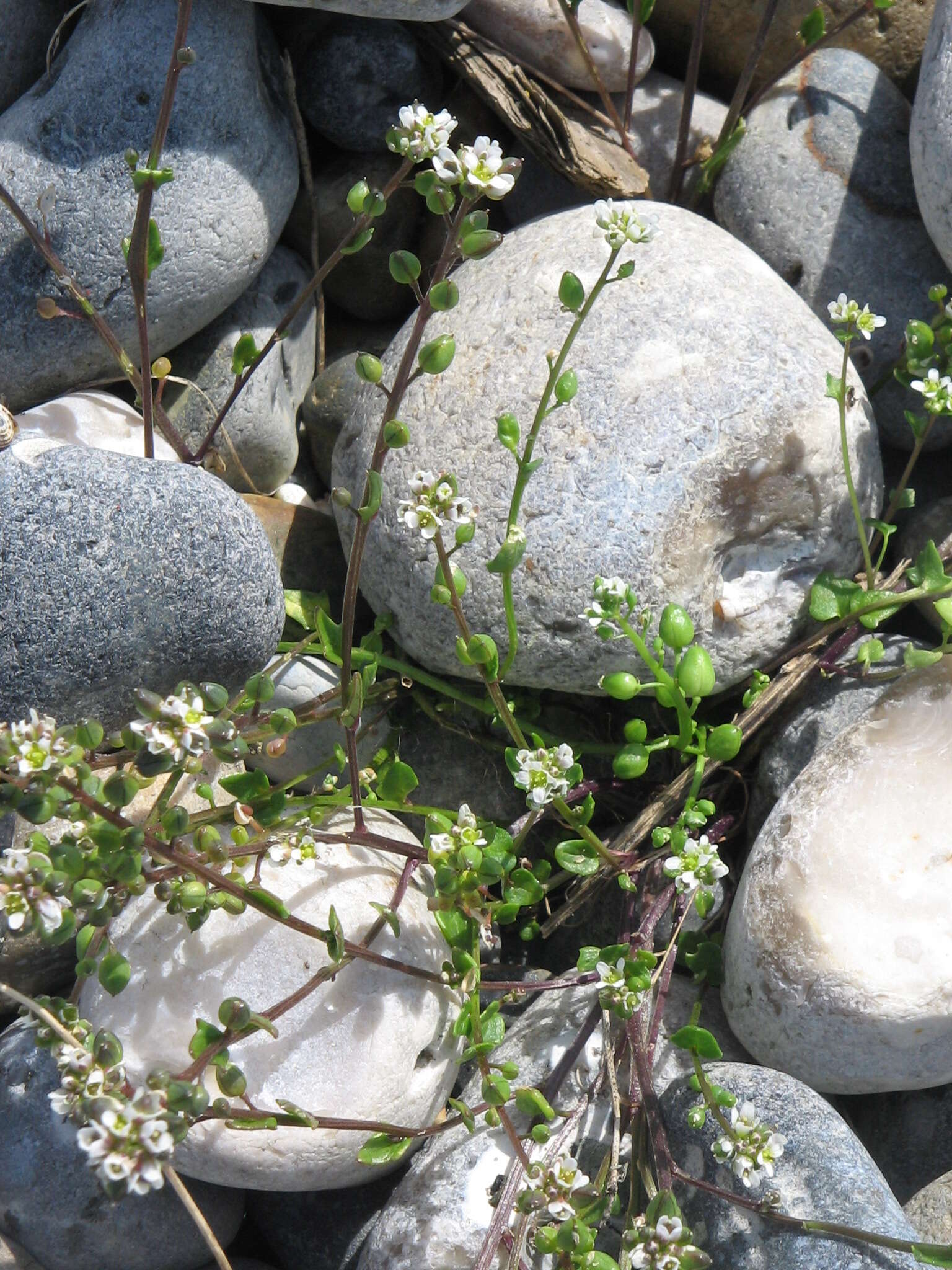 Image of early scurvygrass