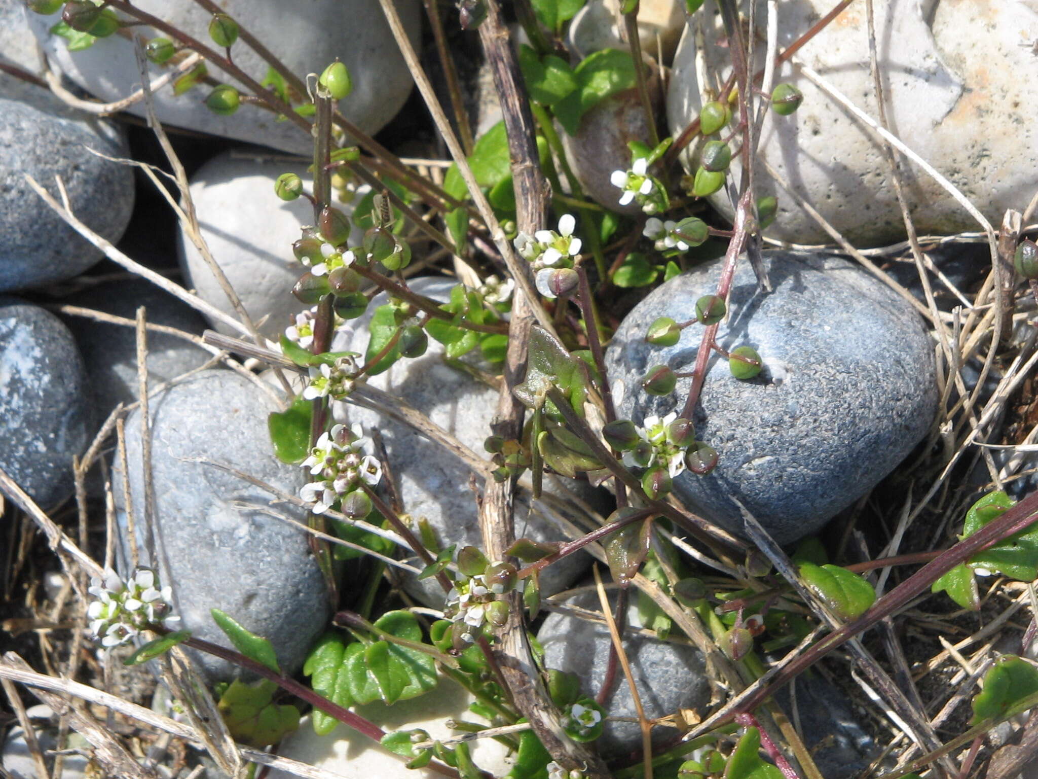 Image of early scurvygrass