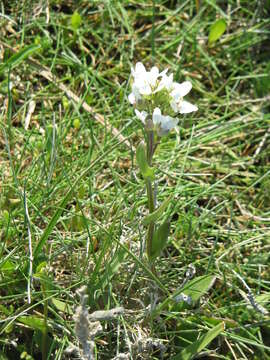 Image of Common Scurvygrass