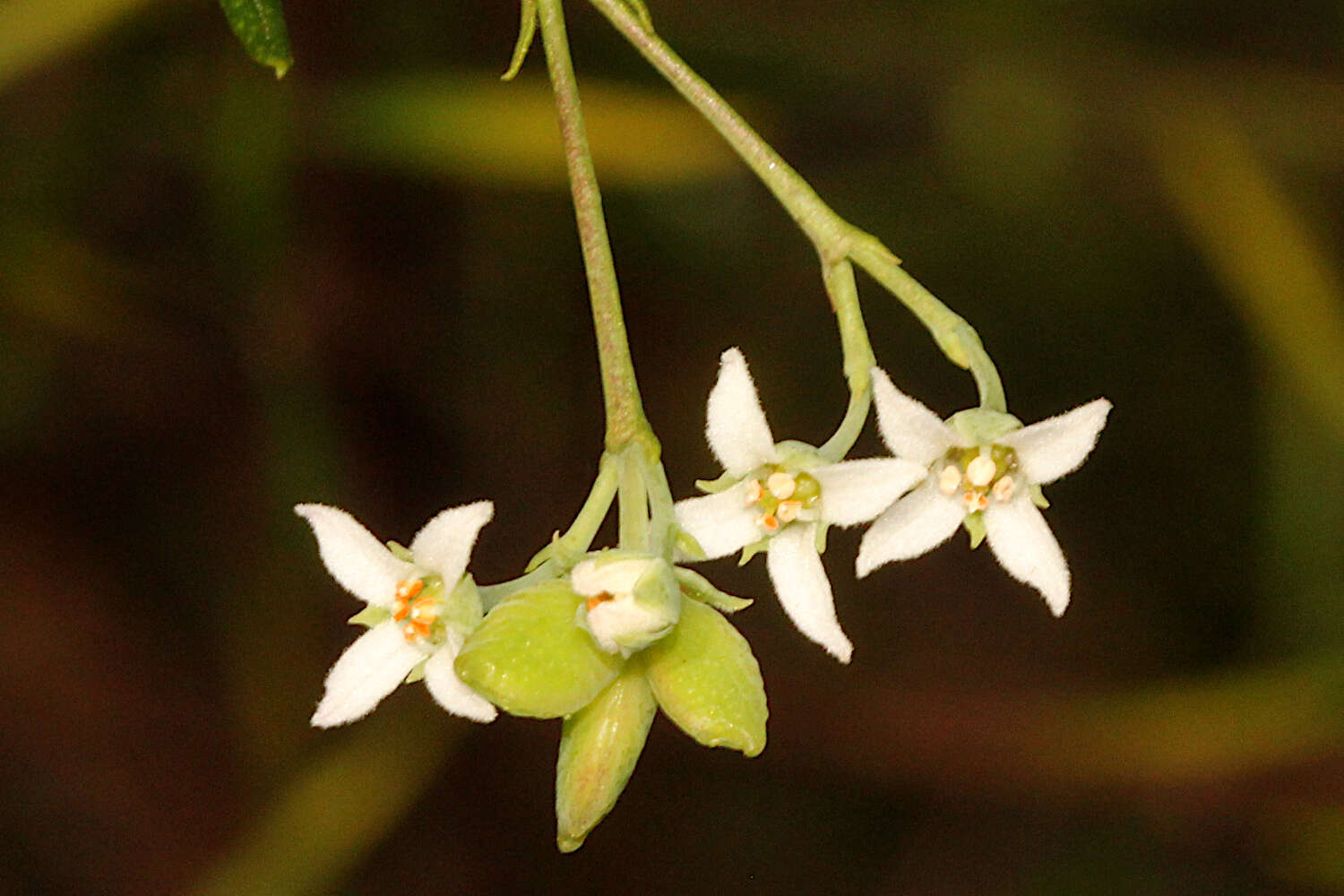 Image of Zieria laxiflora (Benth.) Domin