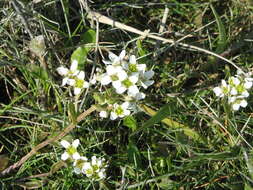 Image of Common Scurvygrass