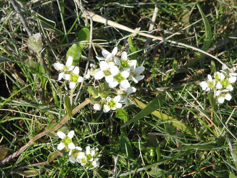 Image de Cochléaire Officinale