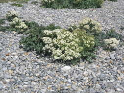 Image of sea kale