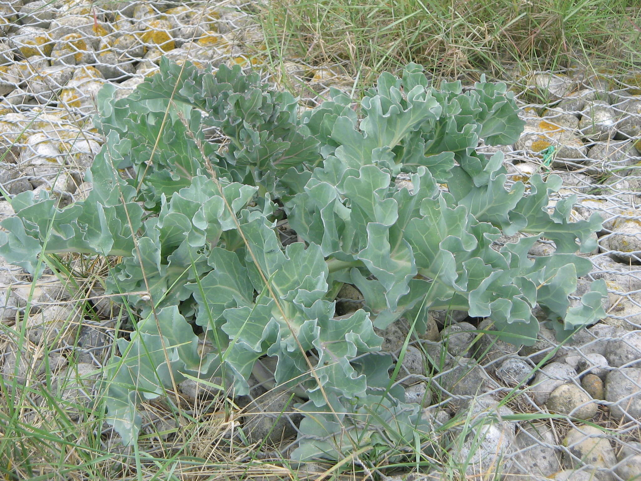 Image of sea kale