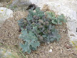 Image of sea kale