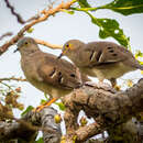 Uropelia campestris (Spix 1825) resmi