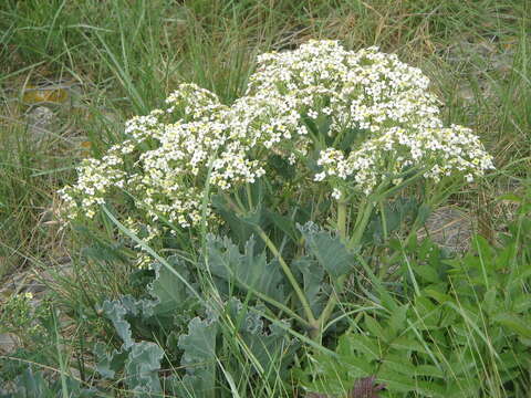 Image of sea kale