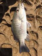 Image of Gray Snapper