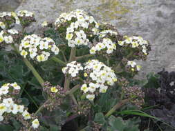 Image of sea kale