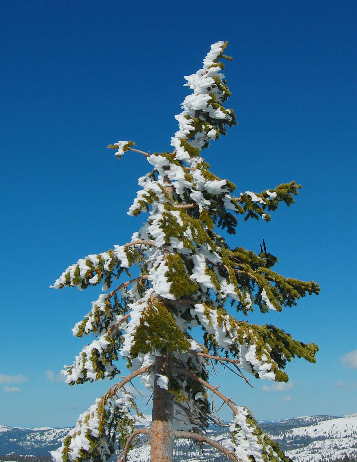 Image of California Red Fir