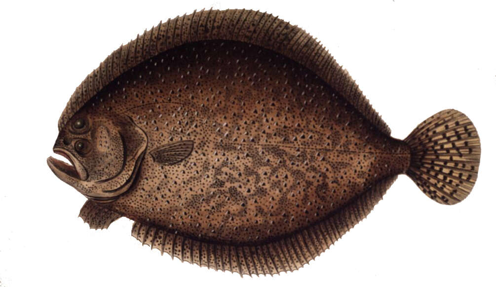 Image of turbot