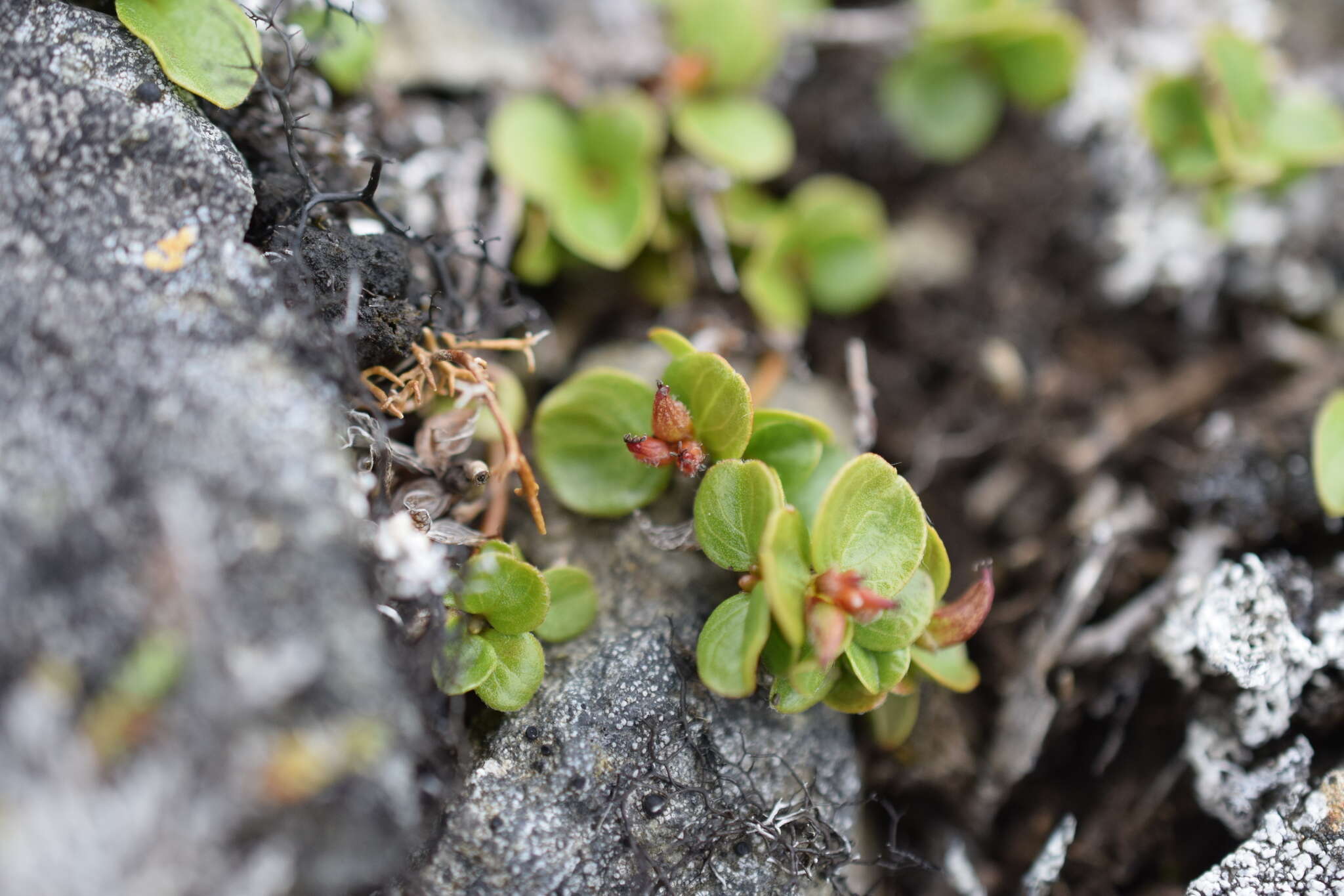 Sivun Salix rotundifolia Trautv. kuva