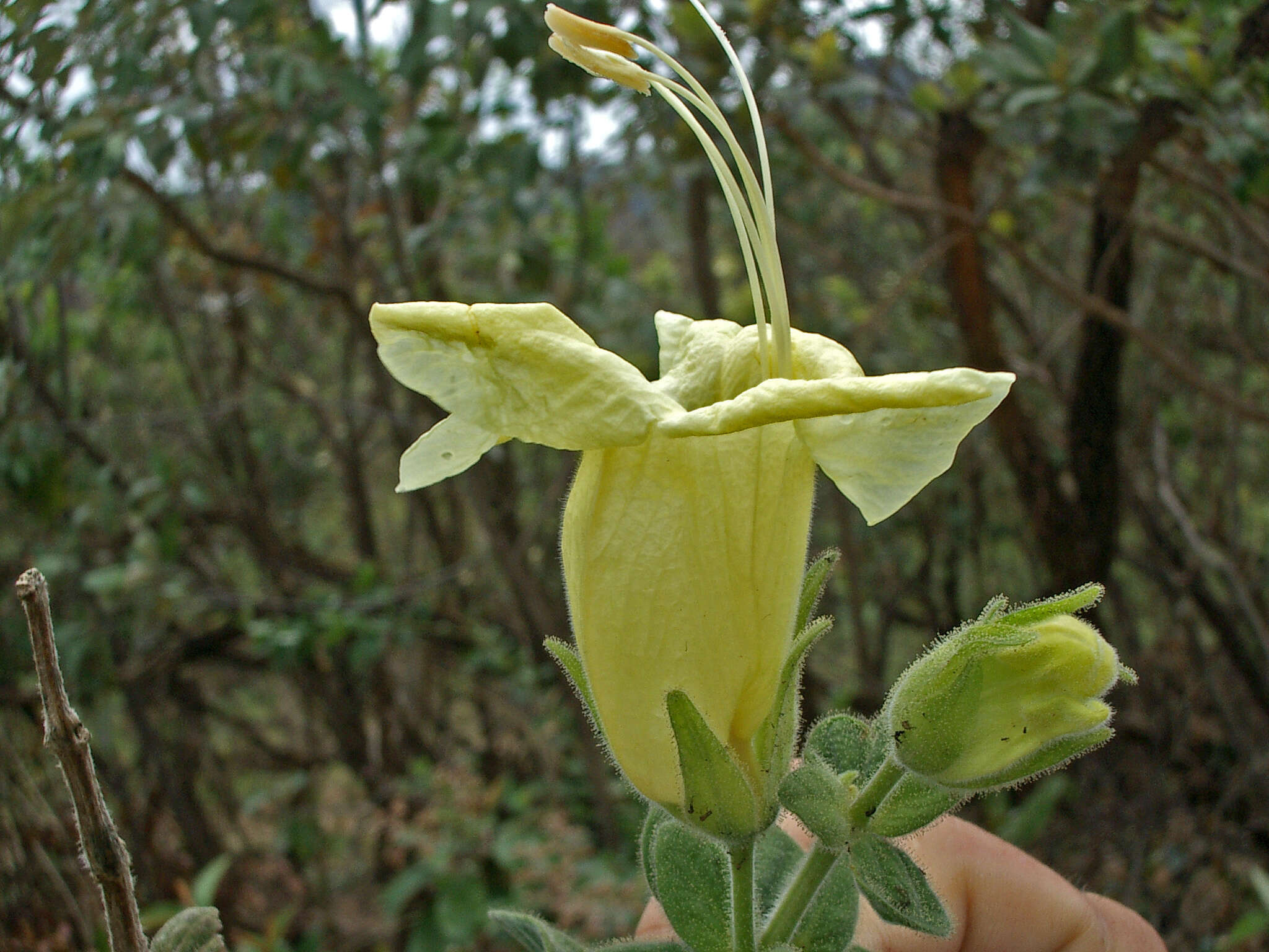 Imagem de Ruellia verbasciformis (Nees) C. Ezcurra & D. Zappi