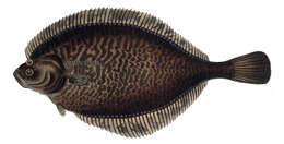 Image of Starry flounders