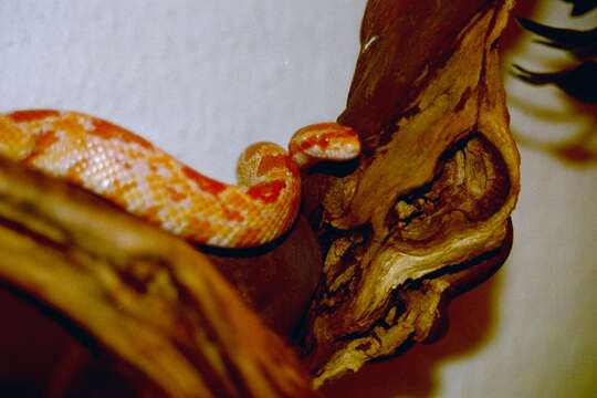 Image of Corn Snake