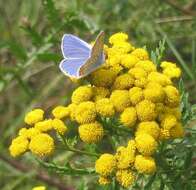 Image of common tansy