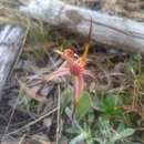 Caladenia caudata Nicholls resmi