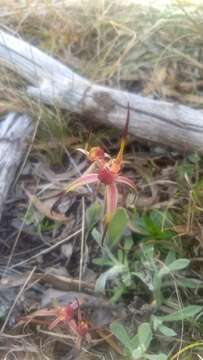 Image de Caladenia caudata Nicholls