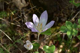 Image of Colchicum haynaldii Heuff.