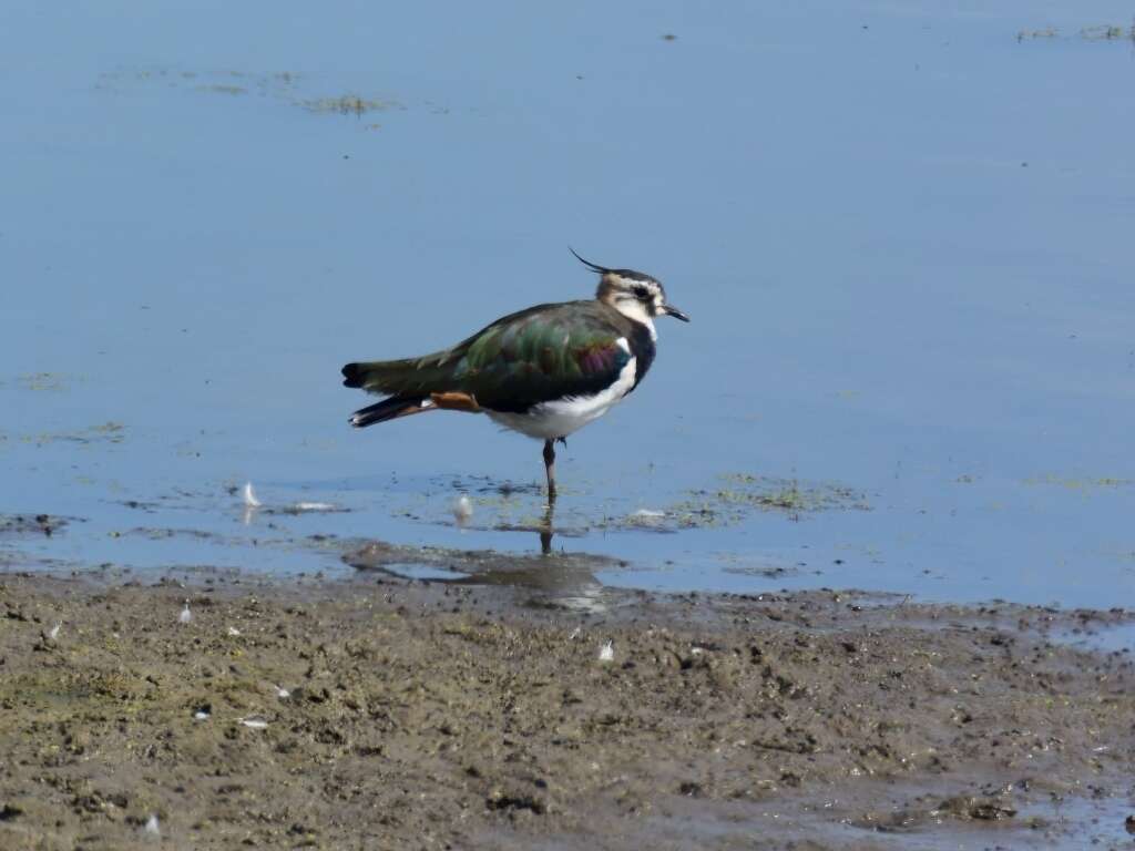 Image of Lapwing