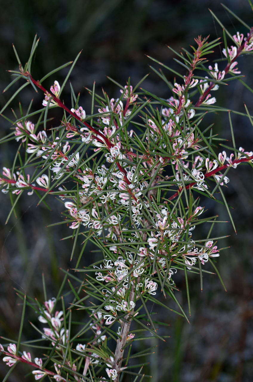Image of Hakea decurrens subsp. physocarpa W. R. Barker